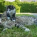 Due gatti su un prato: un gatto tigrato adulto sdraiato e un gattino bianco e grigio accanto, come i gatti scomparsi a Sedico