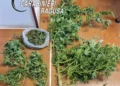 Piante di marijuana e una busta di sostanza essiccata sequestrate a Chiaramonte Gulfi, accanto a un metro sul pavimento