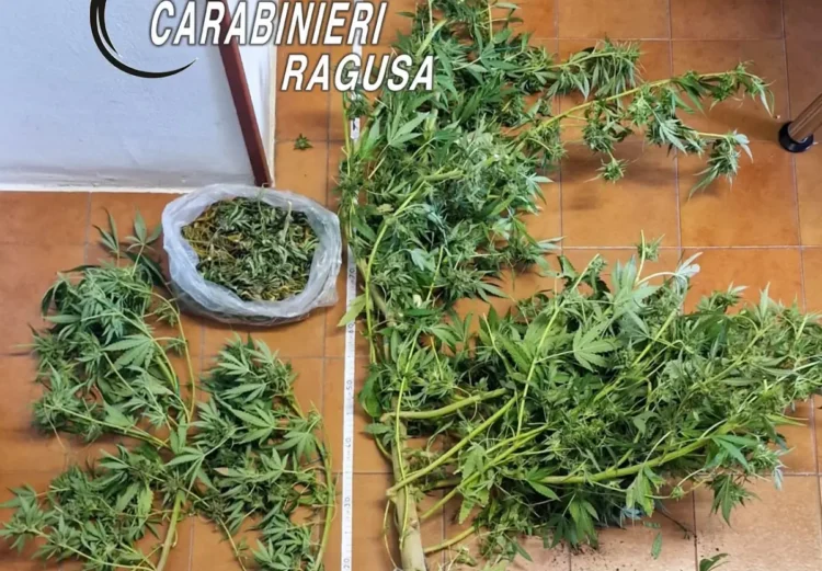 Piante di marijuana e una busta di sostanza essiccata sequestrate a Chiaramonte Gulfi, accanto a un metro sul pavimento
