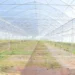 Serra vuota con copertura in plastica trasparente e pali metallici, prima della semina, in un'area agricola come quelle della Sicilia