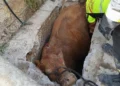 Una mucca caduta in un tombino nelle campagne di Gangi viene soccorsa dagli operatori durante le operazioni di recupero