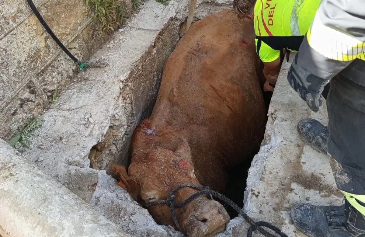 Una mucca caduta in un tombino nelle campagne di Gangi viene soccorsa dagli operatori durante le operazioni di recupero