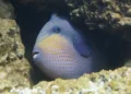 Pesce balestra dal corpo blu e giallo con linee e puntini, nascosto tra le rocce con la bocca socchiusa e i denti visibili