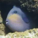 Pesce balestra dal corpo blu e giallo con linee e puntini, nascosto tra le rocce con la bocca socchiusa e i denti visibili