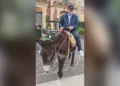 Il sindaco di Palazzolo Acreide in sella a un’asina scura con la sella imbottita, in una piazza lastricata del centro